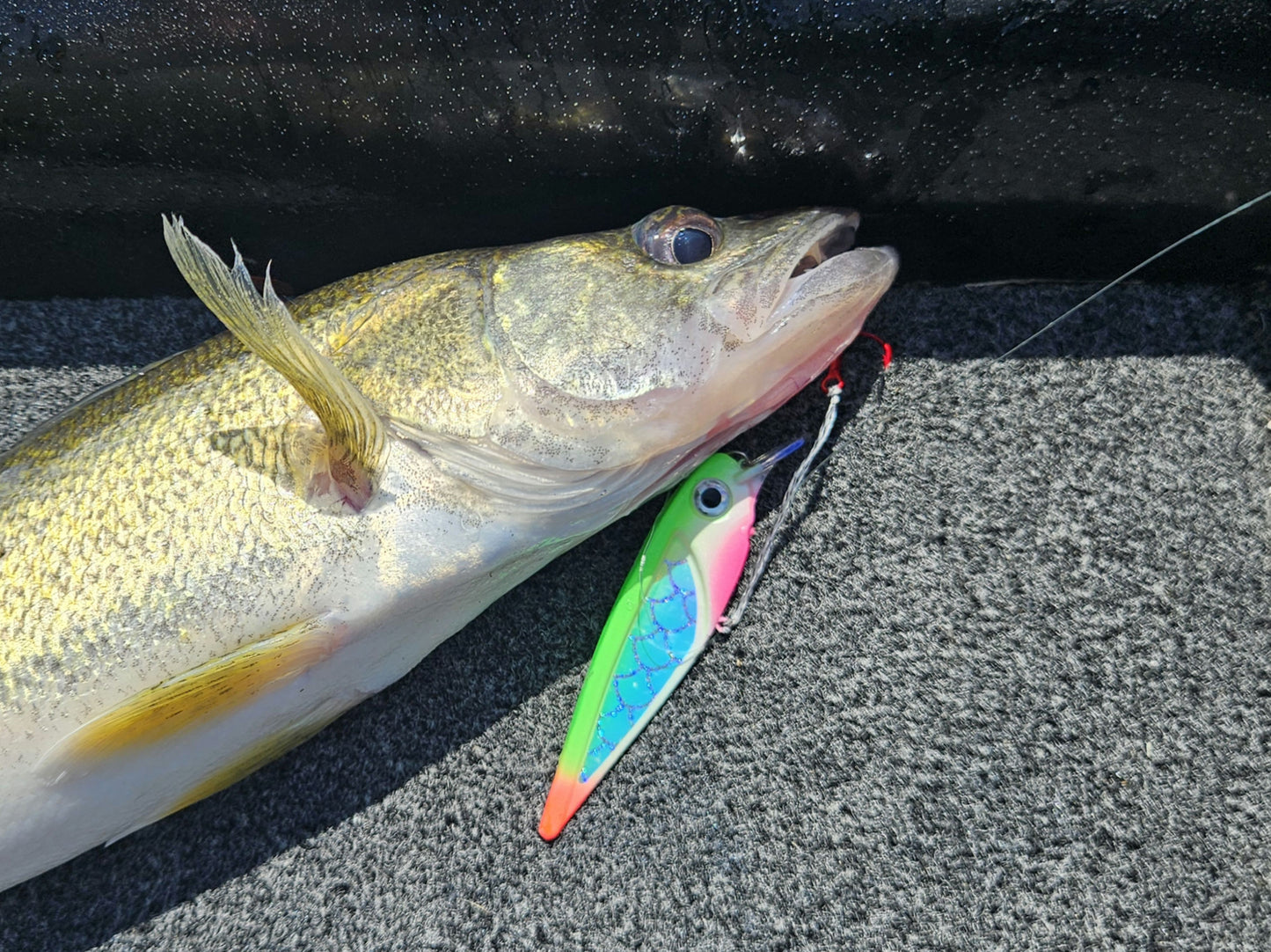 Green/pink/orange FlatFin Minnow in fresh caught walleyes mouth on gray carpeted boat bottom deck in sunlight