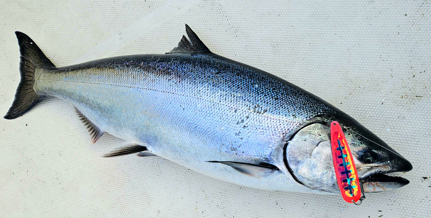 Large iridescent king salmon laying on white fiberglass boat deck with pink spoon in mouth