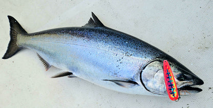 Large iridescent king salmon laying on white fiberglass boat deck with pink spoon in mouth