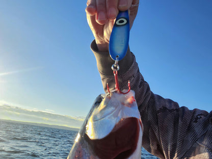 Blue salmon spoon hooked to salmon dangling from lure