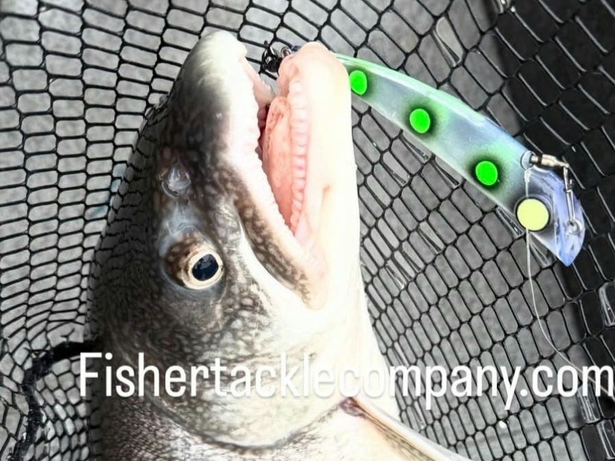 Lake trout in net with green spotted stickbait hanging from mouth