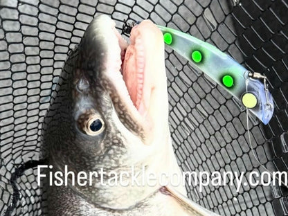 Lake trout in net with green spotted stickbait hanging from mouth