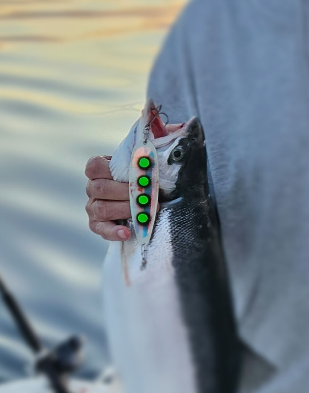 Person holding a fat steelhead with a green dot salmon spoon attached, blurred water background