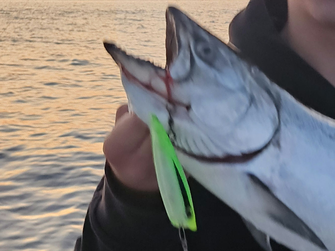 A close-up of a person holding a freshly caught fish with a bright neon green trolling plug attached to its mouth, set against a background of water at sunset.