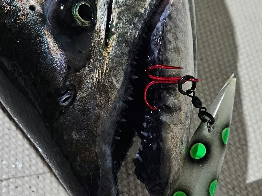 Fishing lure attached to a salmon with a close-up view of the hook.