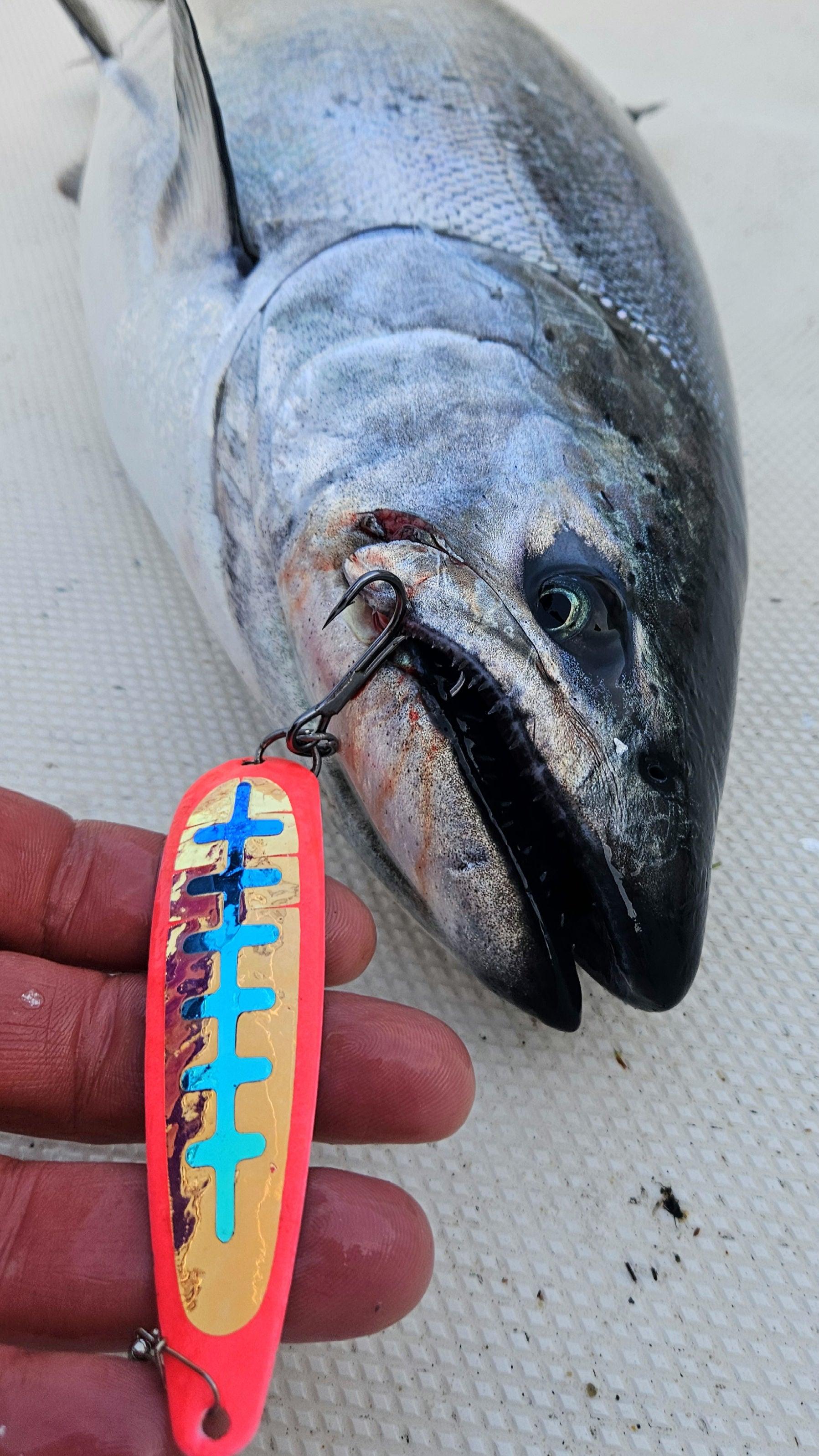 discount salmon fishing lures Double UV Orange Crush Whisperer Spoon The black nickel hooks are extra strong and less visible Salmon Bait