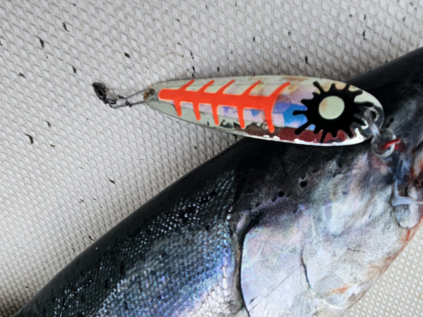 red and silver salmon spoon hooked in fishes mouth laying on boat deck