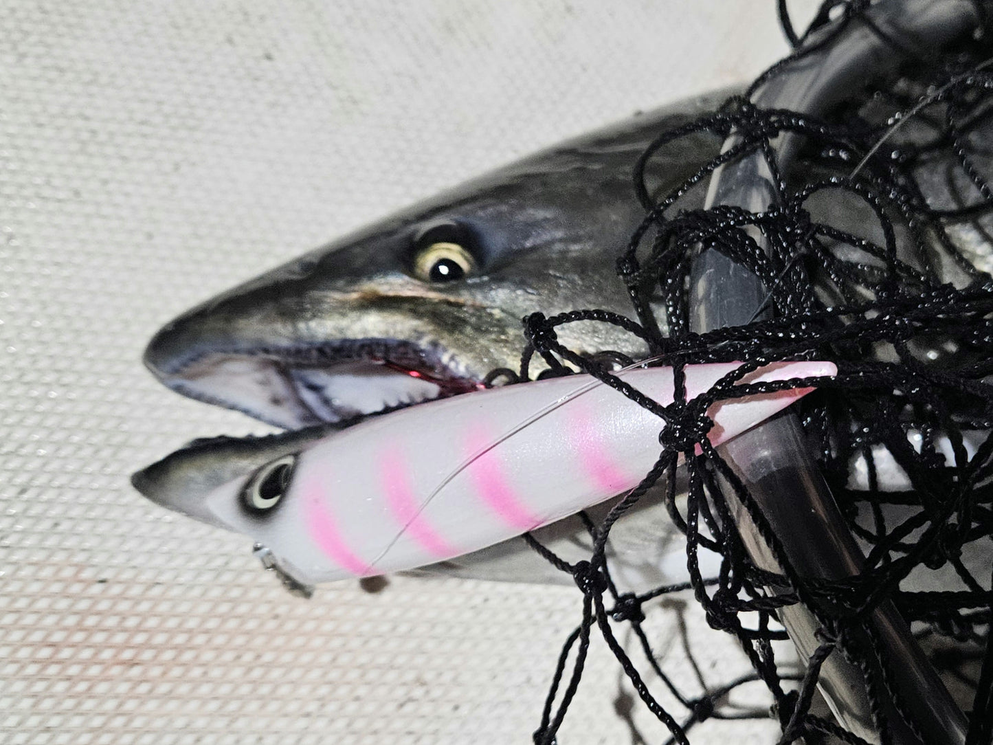 Close-up of king salmon in net on boat deck with pink and white salmon plug in mouth