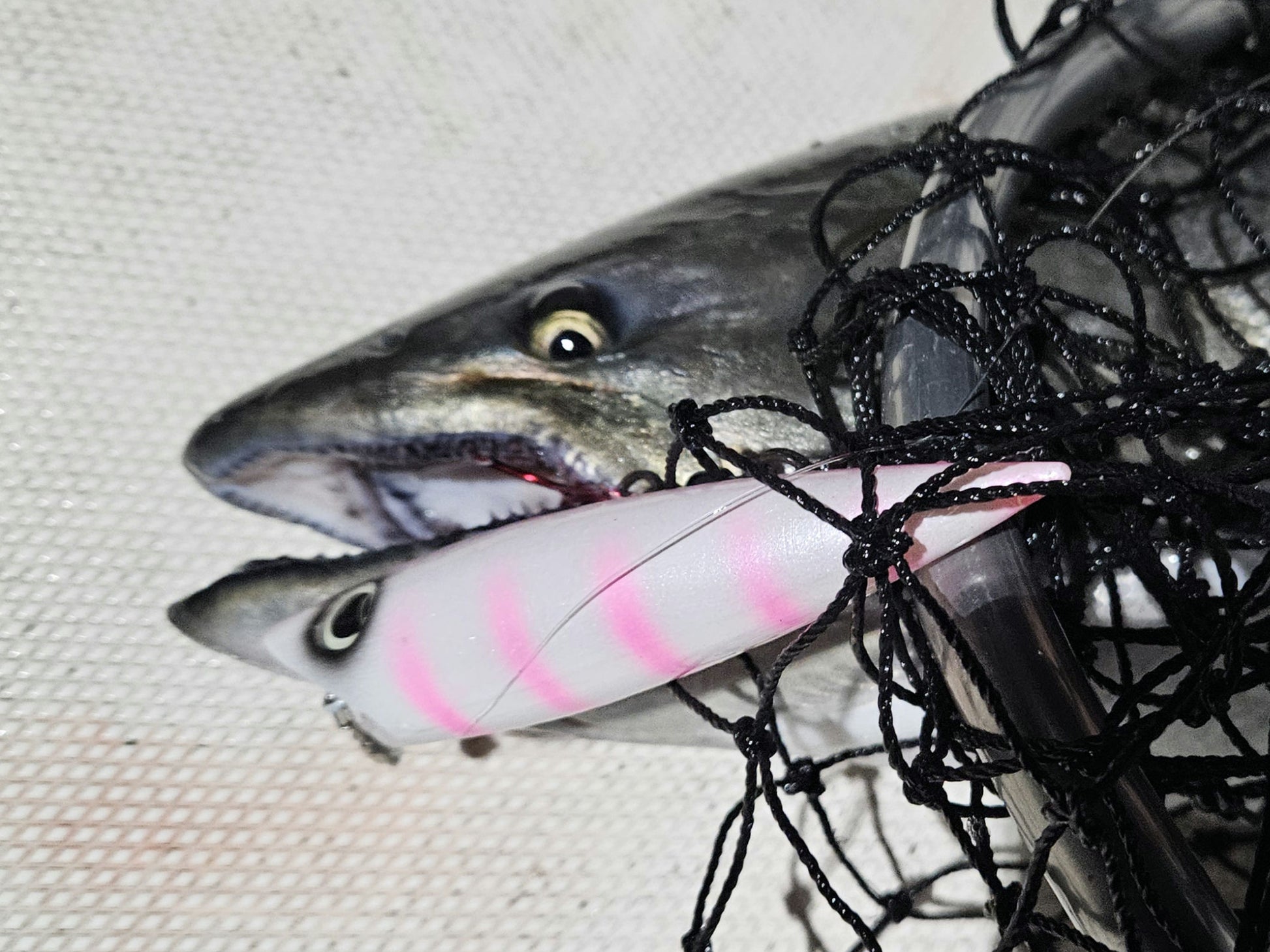 Close-up of king salmon in net on boat deck with pink and white salmon plug in mouth