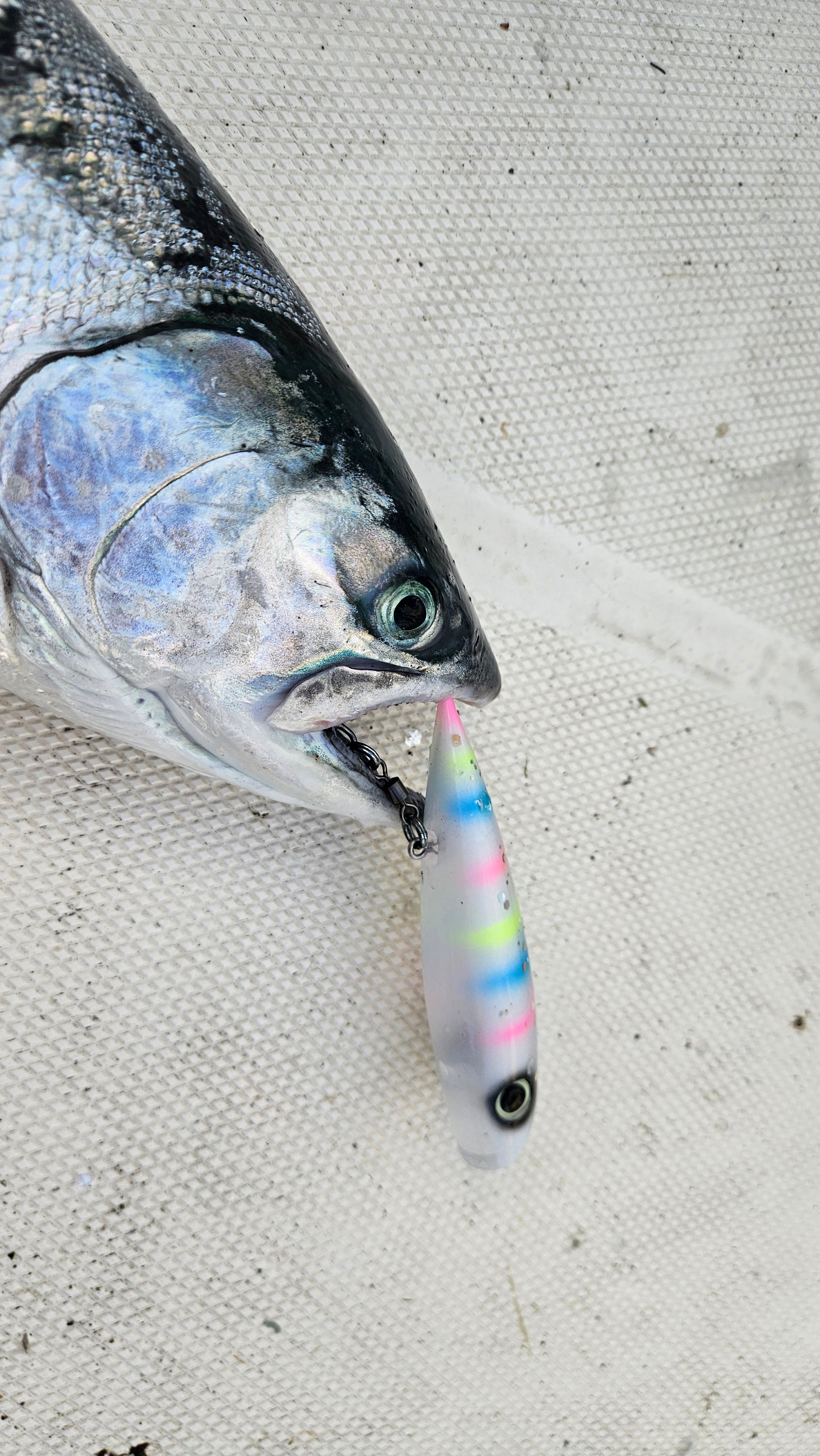 Coho salmon on boat deck with pink yellow blue white plug in mouth