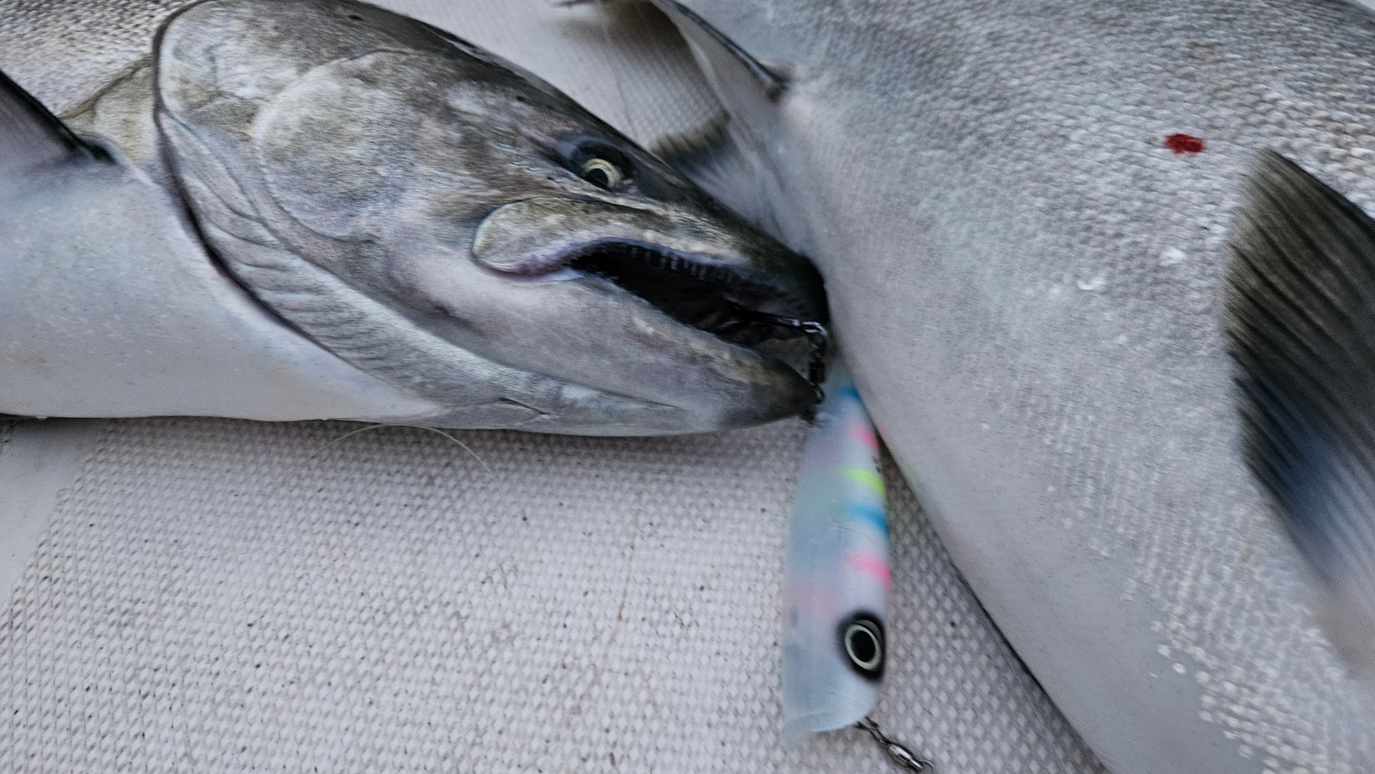 Close up of salmon with wonder bread colored salmon plug in mouth on boat deck