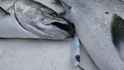 Close up of salmon with wonder bread colored salmon plug in mouth on boat deck