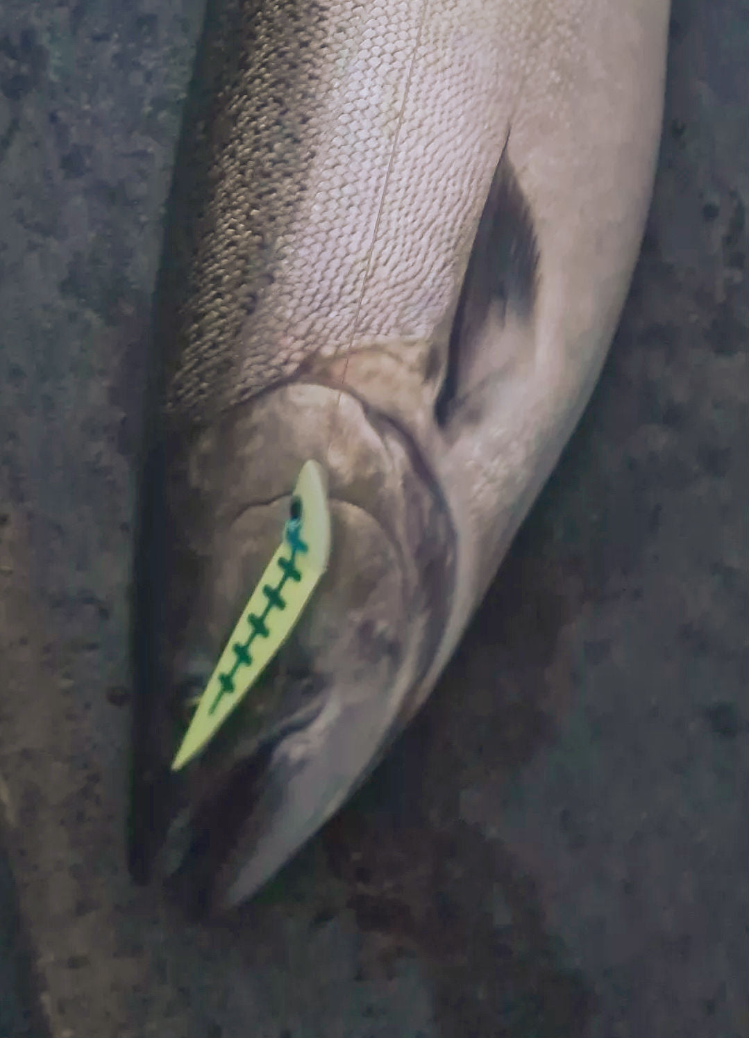 Gunnee StripFly Trolling Strip – UV Glow Trolling Fly | Fisher Tackle