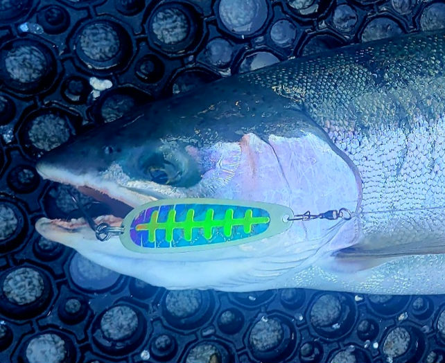 Steelhead closeup with green and white spoon in mouth on deck of boat