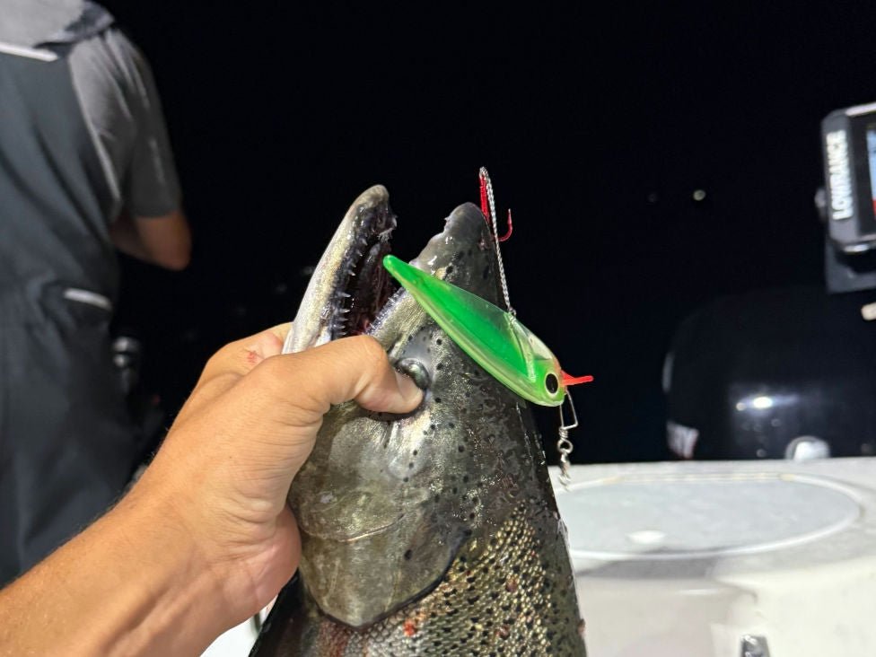 Night picture with flash showing King salmon closeup of head angler holding with FlatFin Minnow hanging out of jaw