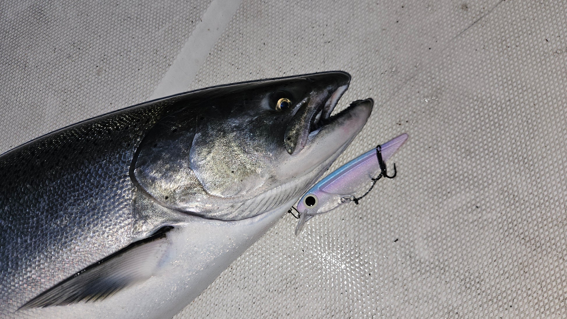 Night shot with flash showing nice King Salmon with FlatFin Minnow 'Venus' on boat deck